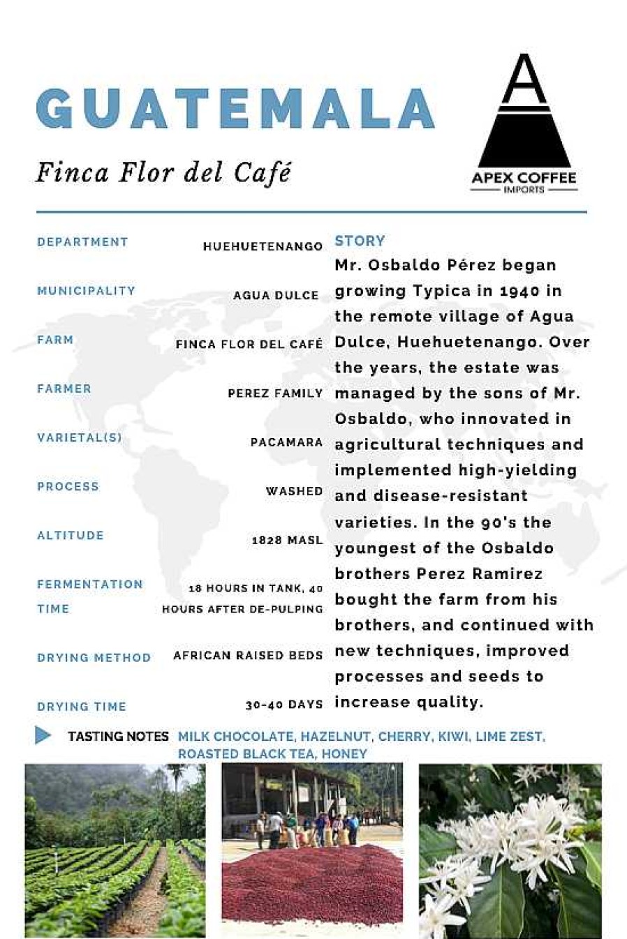 Coffee & Tea Apex Coffee Imports | Green Coffee - Finca Flor Del Cafe: Washed, Guatemala